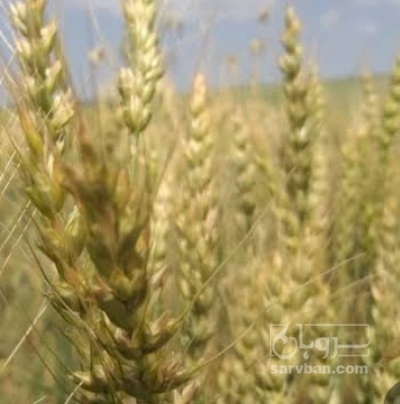 فروش گندم