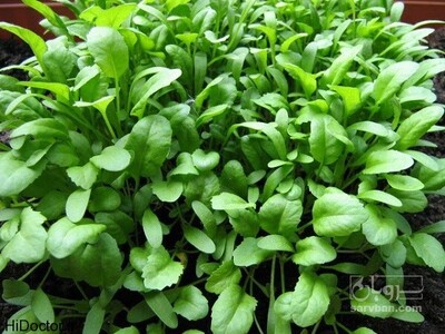 فروش شاهی - تره تیزک