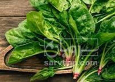 فروش اسفناج