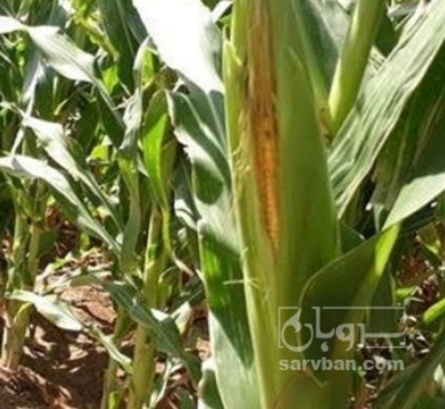 فروش ذرت