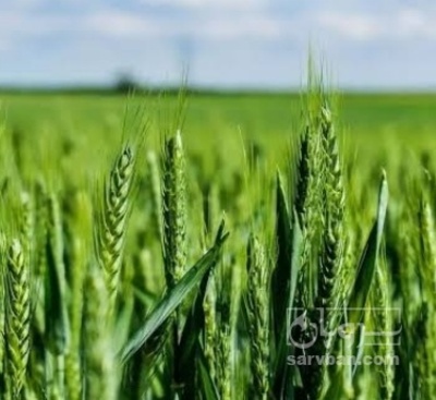 فروش گندم