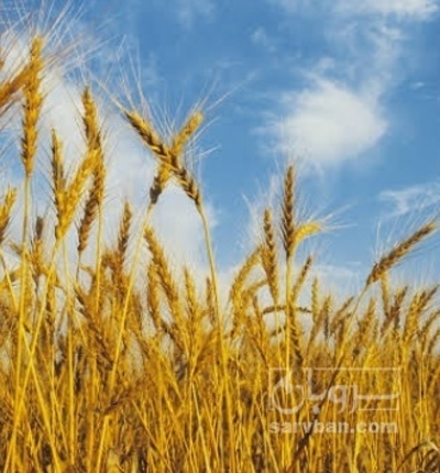 فروش گندم