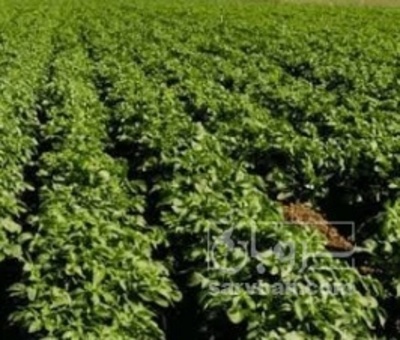 فروش جعفری تازه