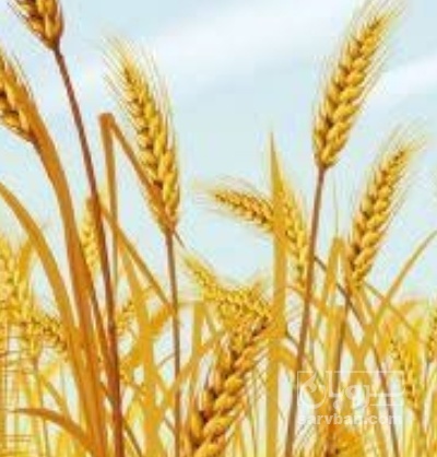 فروش گندم