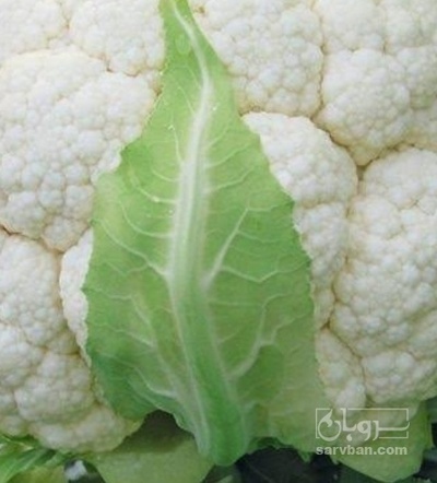 فروش گل کلم