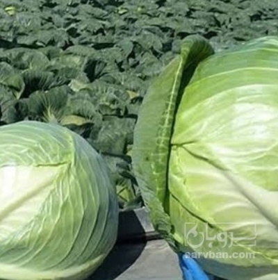 فروش کلم برگی سفید