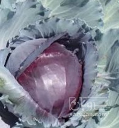 فروش کلم برگی بنفش