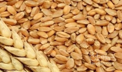فروش گندم
