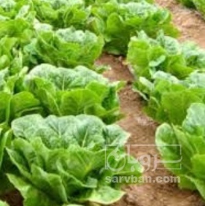 فروش کاهو ایرانی - رومانو