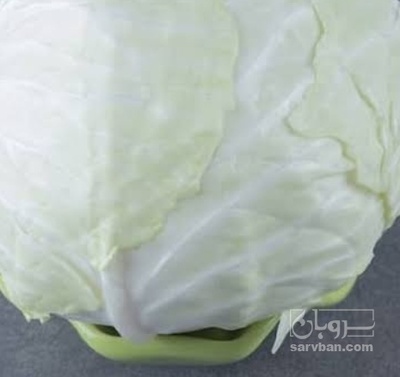 فروش کلم برگی سفید