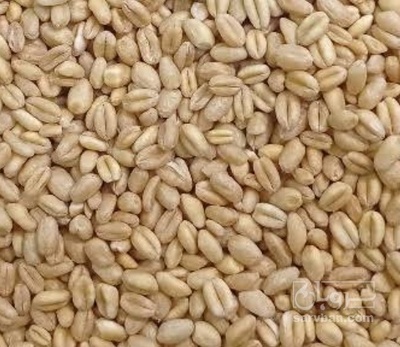 فروش گندم