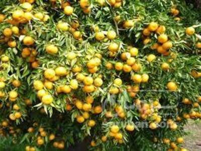 فروش پرتقال