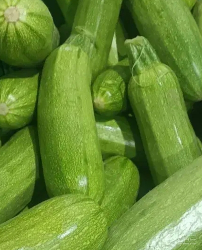 فروش کدو