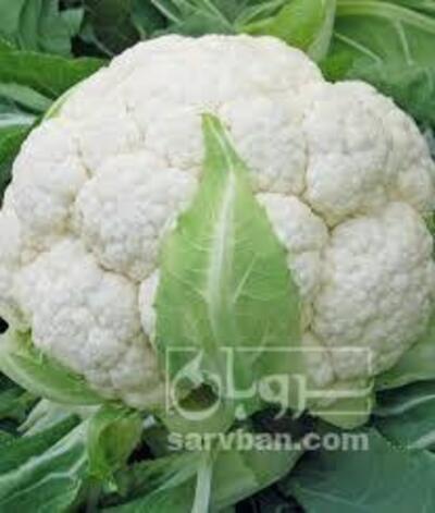 فروش گل کلم