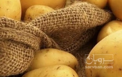 فروش سیب زمینی بامبا