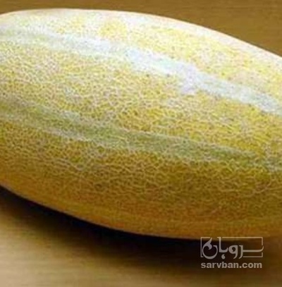 فروش خربزه مشهدی