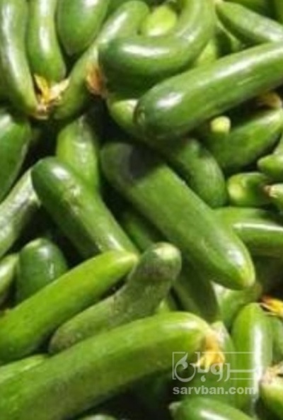 فروش خیار خیار شوری