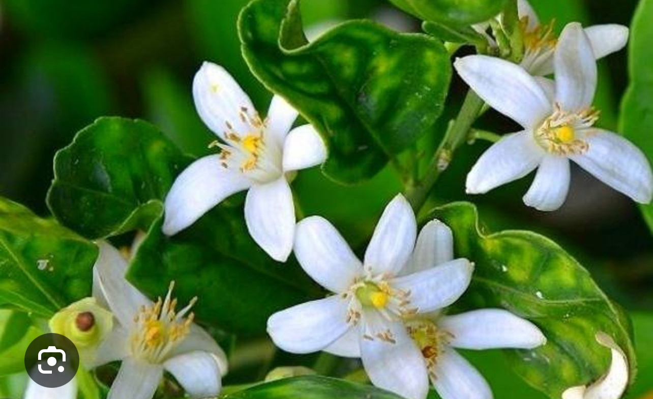 فروش بهارنارنج (گیاه‌ دارویی)