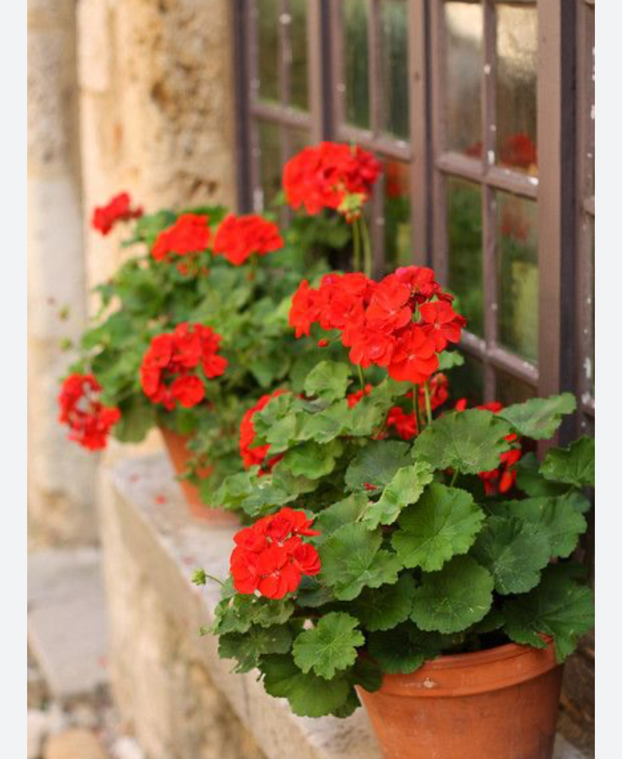 فروش گل شمعدانی 