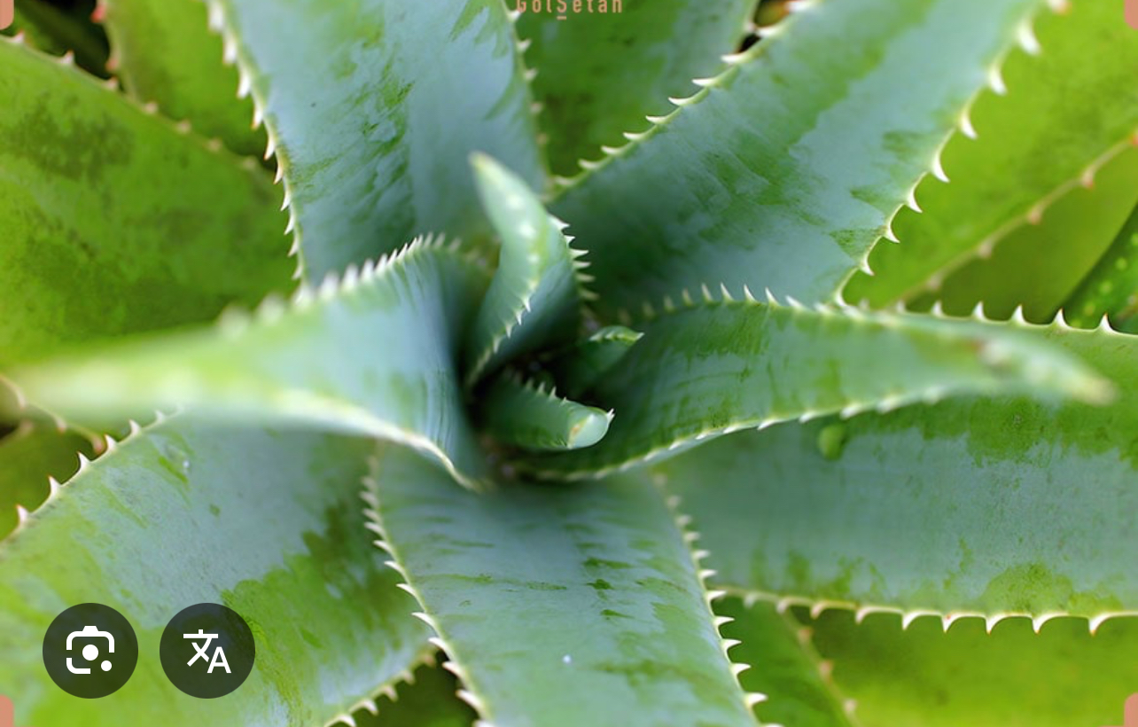 فروش آلوئه ورا (گیاه‌ دارویی)