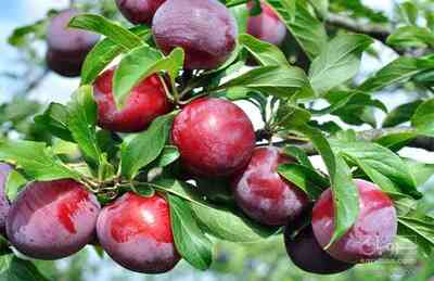 فروش آلوشابلون