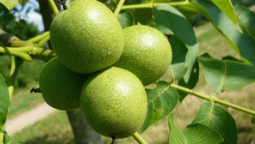 فروش گردو