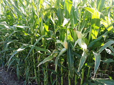 فروش ذرت علوفه ای