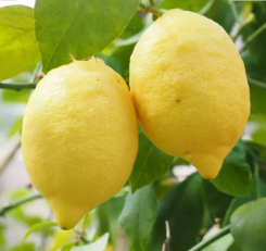 فروش لیمو ترش