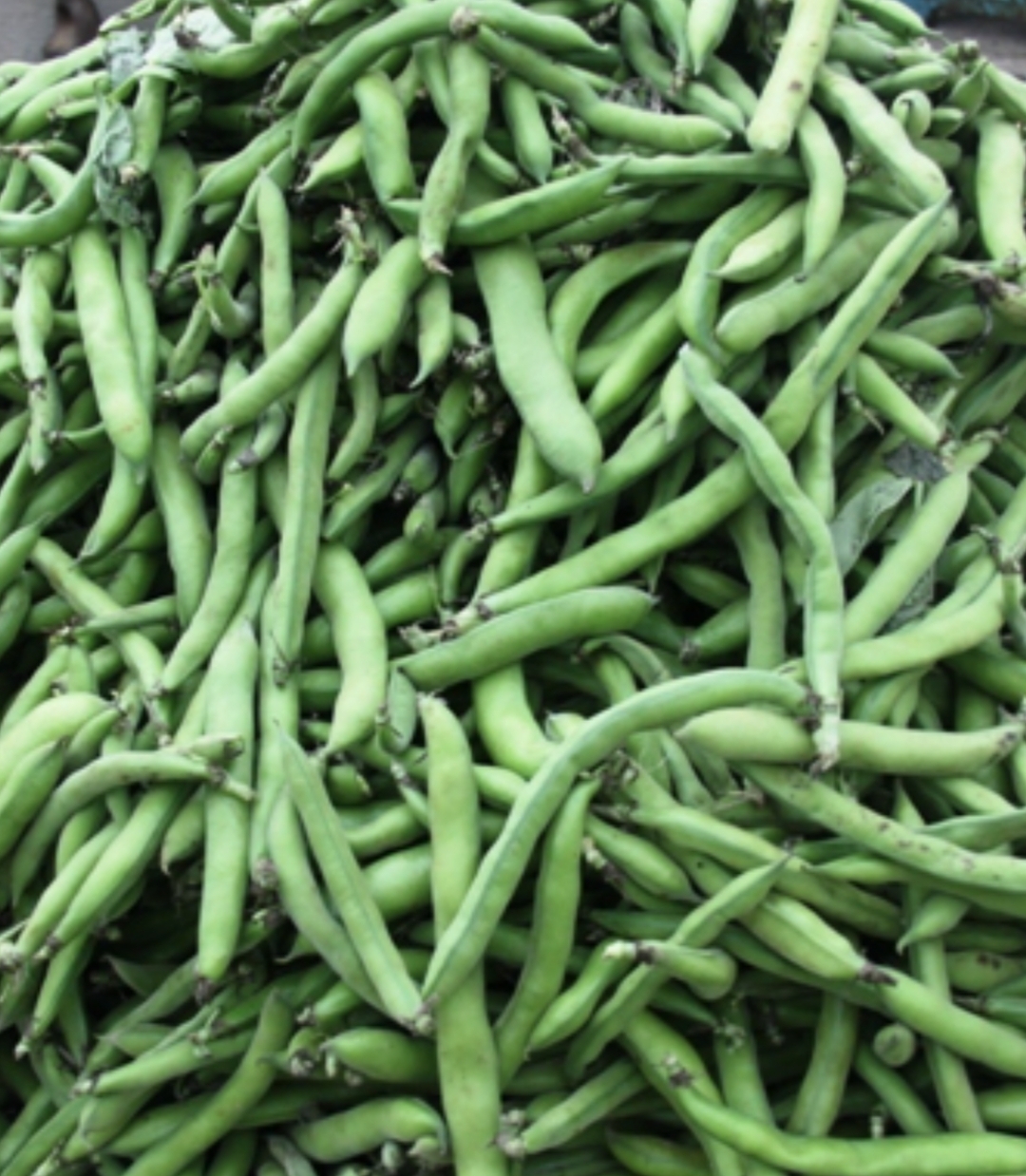 فروش باقلا تازه - باقالی - باقالا