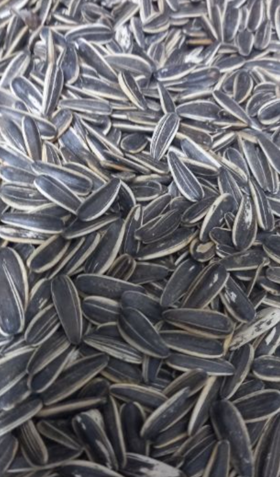 فروش آفتابگردان