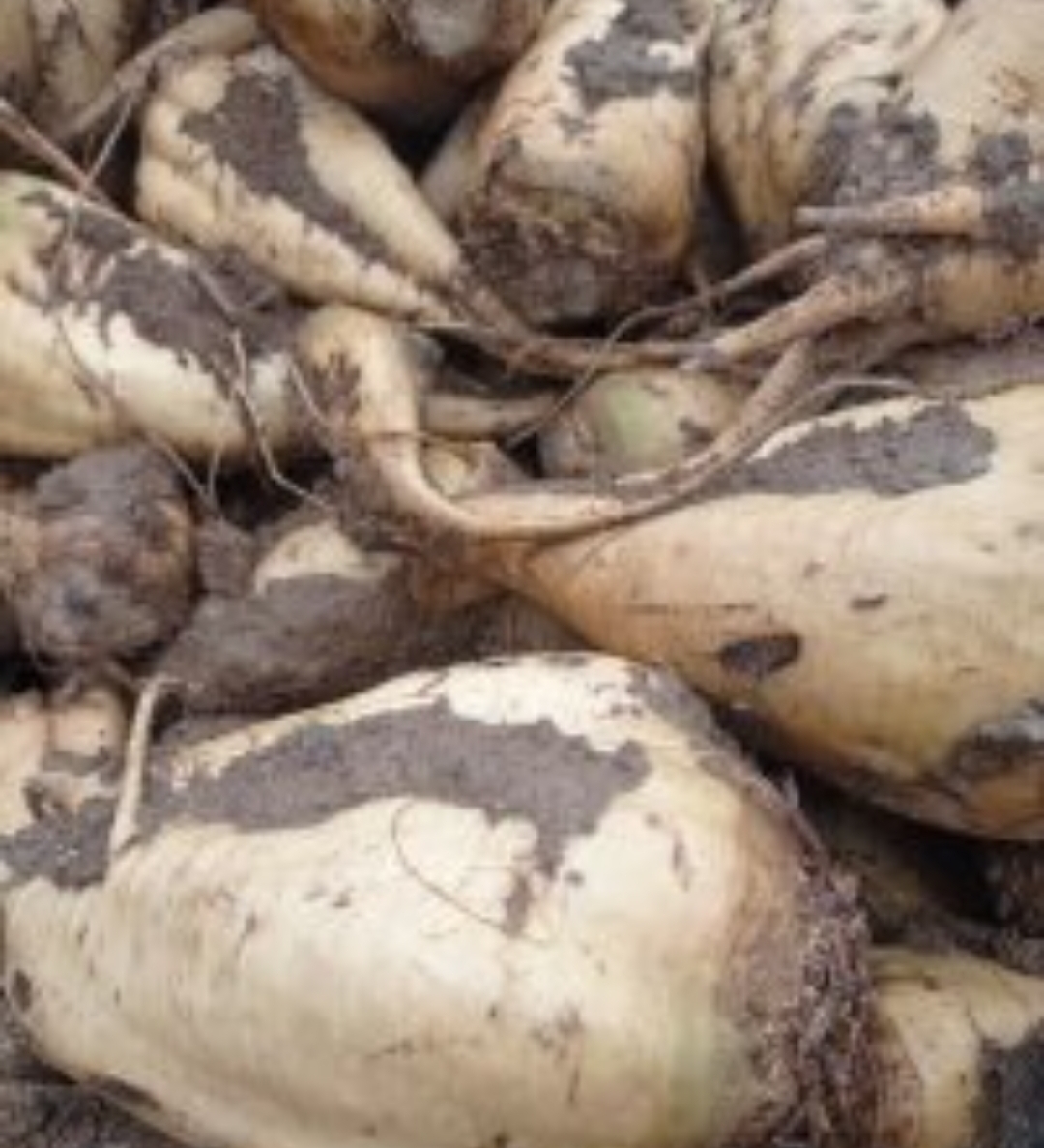 فروش چغندر قند