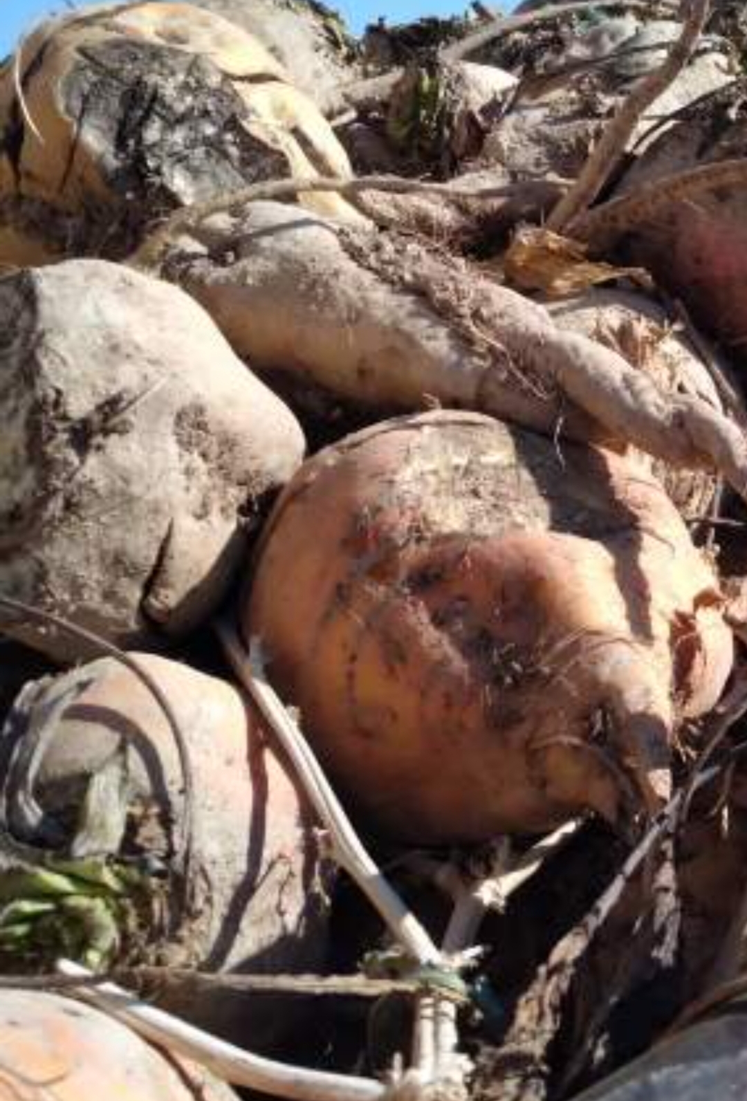 فروش چغندر قند