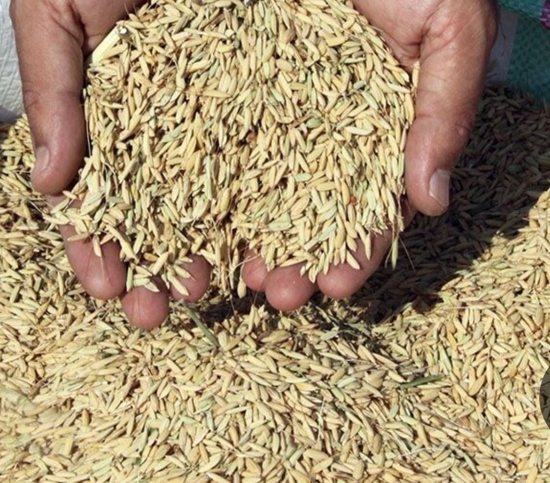 فروش برنج