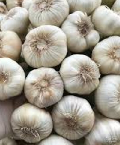 فروش سیر