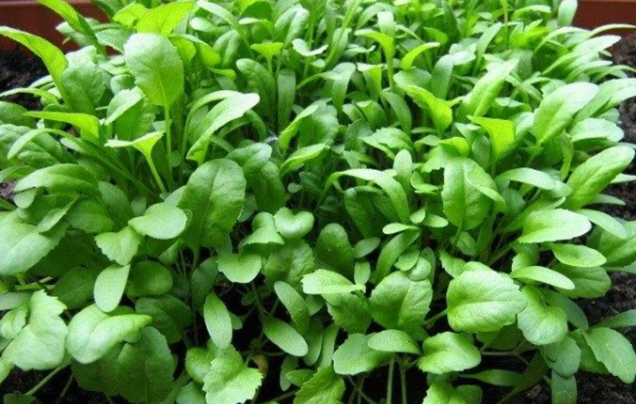 فروش شاهی - تره تیزک