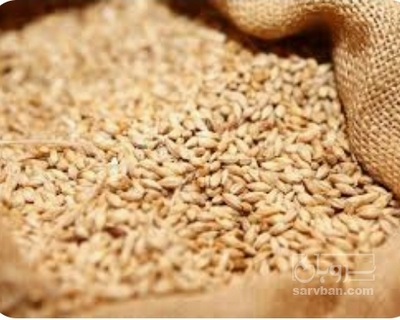 فروش گندم