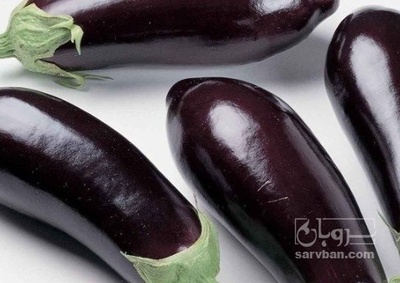 فروش بادمجان