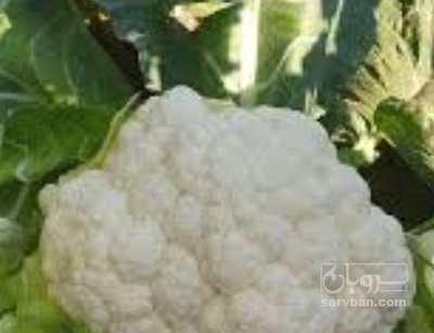 فروش گل کلم