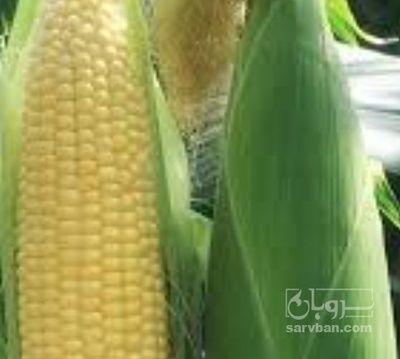 فروش ذرت