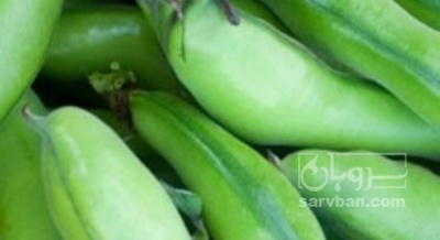 فروش باقلا تازه - باقالی - باقالا