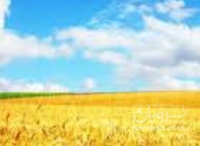 فروش گندم