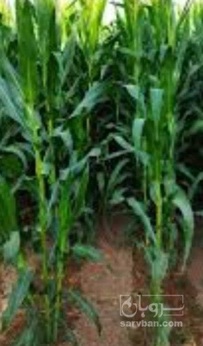 فروش ذرت