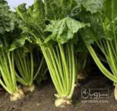 فروش چغندر قند