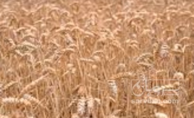 فروش گندم