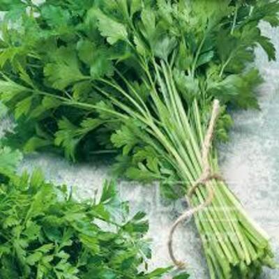 فروش جعفری تازه
