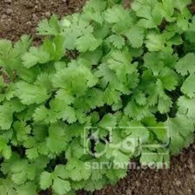 فروش گشنیز