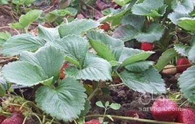 فروش توت فرنگی