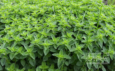 فروش پونه (گیاه‌ دارویی)