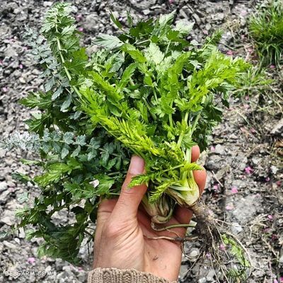 فروش اناریجه (گیاه‌ دارویی)