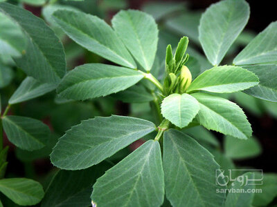 فروش شنبلیله